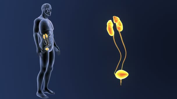 Esqueleto Vista Posterior Del Sistema Urinario Humano Fuera Del Cuerpo — Vídeos de Stock