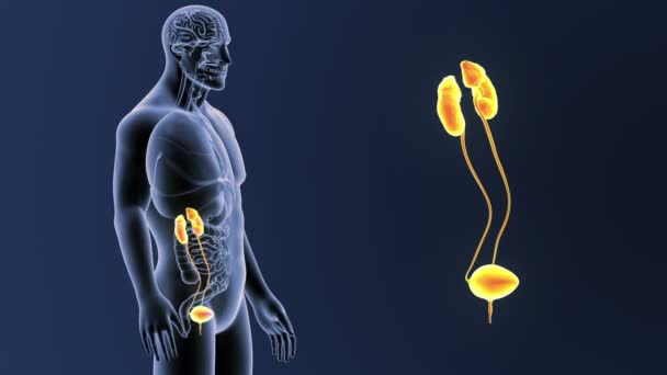 Esqueleto Vista Posterior Del Sistema Urinario Humano Fuera Del Cuerpo — Vídeos de Stock