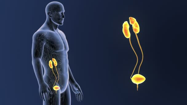 Скелет Задній Вид Сечовипускальної Системи Людини Тіла Синьому Фоні — стокове відео