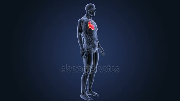 Skeleton Posterior View Human Heart Blue Background — Stock Video