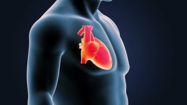 İnsan kalbi iskelet arka görünümü mavi zemin üzerine