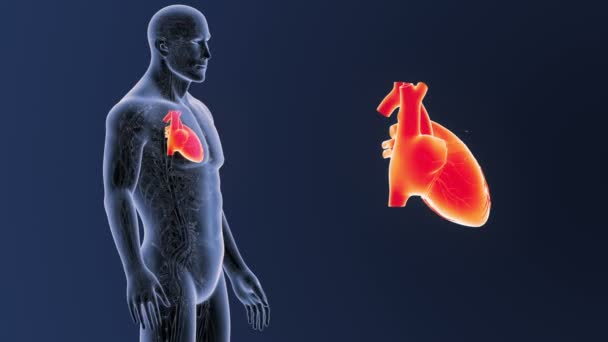 Esqueleto Vista Posterior Del Corazón Humano Fuera Del Cuerpo Sobre — Vídeos de Stock