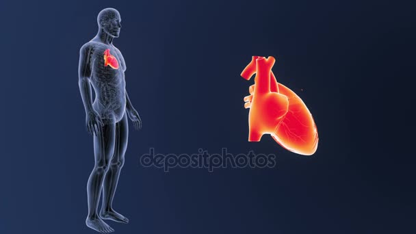 Esqueleto Vista Posterior Del Corazón Humano Fuera Del Cuerpo Sobre — Vídeo de stock