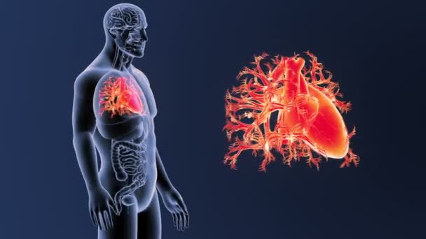Esqueleto Visão Posterior Coração Humano Fora Corpo Fundo Azul — Vídeo de Stock