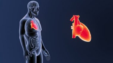 insan kalp, mavi zemin üzerine bedeninden iskelet arka görünüm