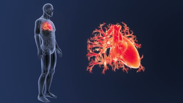 Esqueleto Vista Posterior Del Corazón Humano Fuera Del Cuerpo Sobre — Vídeo de stock