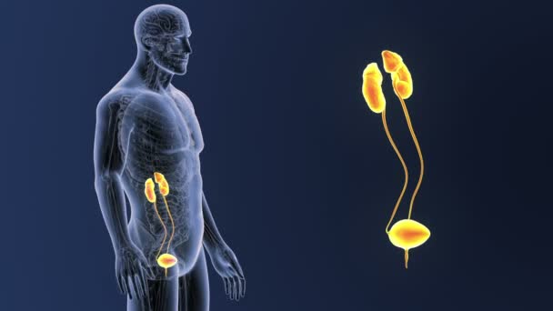 Esqueleto Vista Posterior Del Sistema Urinario Humano Fuera Del Cuerpo — Vídeos de Stock