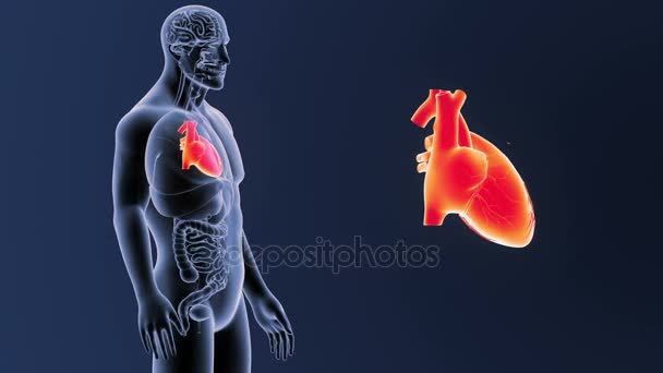 Esqueleto Vista Posterior Del Corazón Humano Fuera Del Cuerpo Sobre — Vídeos de Stock