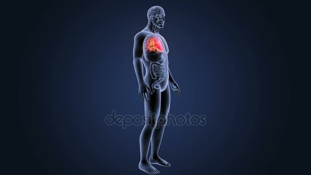 Skeleton Posterior View Human Heart Blue Background — Stock Video