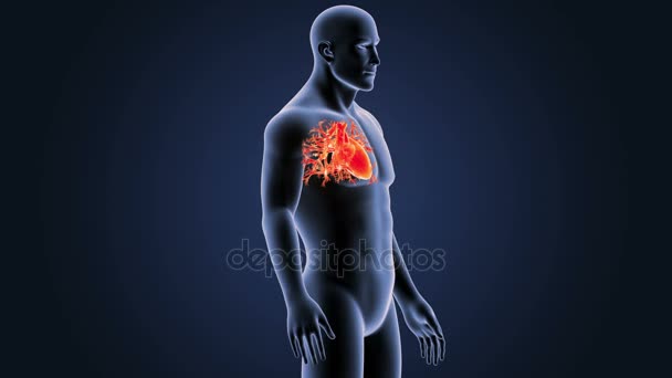 Skeleton Posterior View Human Heart Blue Background — Stock Video