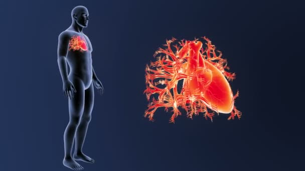 Scheletro Vista Posteriore Del Cuore Umano Fuori Dal Corpo Sfondo — Video Stock