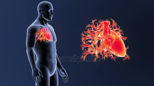 Esqueleto Vista Posterior Del Corazón Humano Fuera Del Cuerpo Sobre — Vídeo de stock