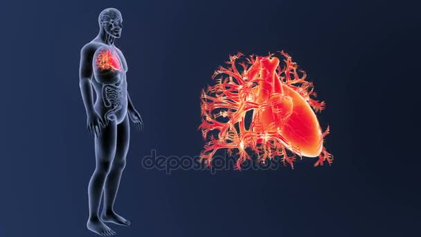 Skeleton Posterior View Human Heart Out Body Blue Background — Stock Video