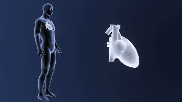 Emberi Szív Kék Háttér Szervezet Csontváz Hátsó Nézet — Stock videók