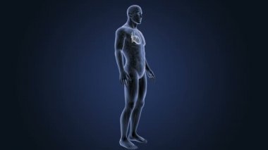 İnsan kalbi iskelet arka görünümü mavi zemin üzerine