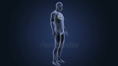 İnsan kalbi iskelet arka görünümü mavi zemin üzerine