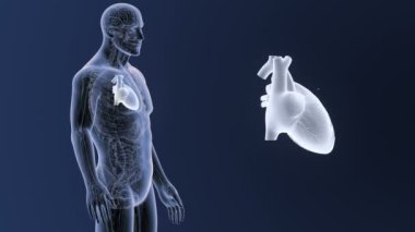 insan kalp, mavi zemin üzerine bedeninden iskelet arka görünüm