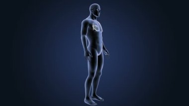 İnsan kalbi iskelet arka görünümü mavi zemin üzerine