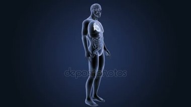 İnsan kalbi iskelet arka görünümü mavi zemin üzerine