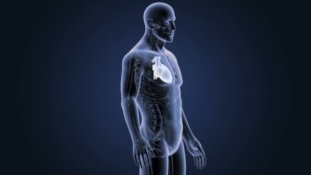Esqueleto Vista Posterior Del Corazón Humano Sobre Fondo Azul — Vídeo de stock
