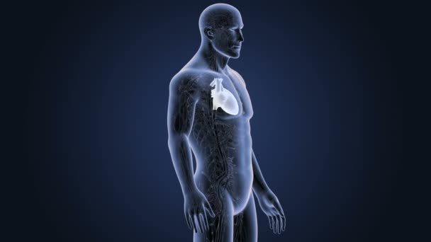 Skeleton Posterior View Human Heart Blue Background — Stock Video