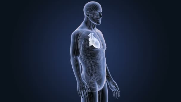 Esqueleto Vista Posterior Del Corazón Humano Sobre Fondo Azul — Vídeos de Stock