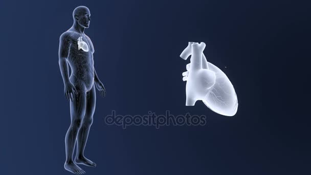 体に青色の背景色のうち 人間の心のスケルトンの後方ビュー — ストック動画