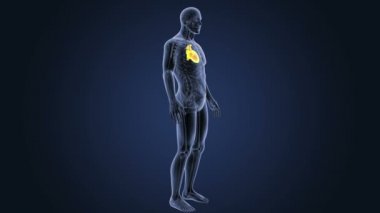 İnsan kalbi iskelet arka görünümü mavi zemin üzerine