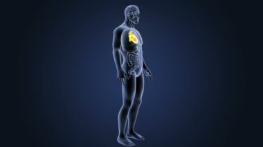 İnsan kalbi iskelet arka görünümü mavi zemin üzerine