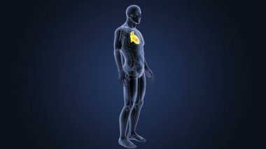 İnsan kalbi iskelet arka görünümü mavi zemin üzerine