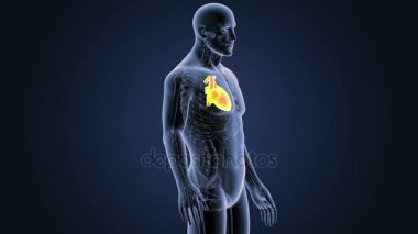 İnsan kalbi iskelet arka görünümü mavi zemin üzerine