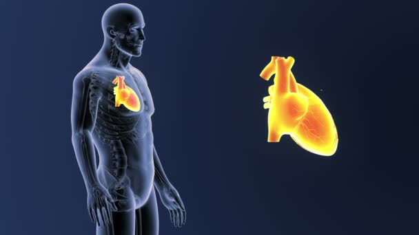 Esqueleto Vista Posterior Del Corazón Humano Fuera Del Cuerpo Sobre — Vídeos de Stock