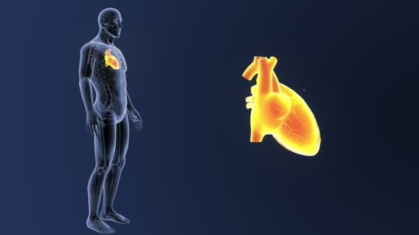 人的心脏的骨骼后方看法 在蓝色背景外面身体 — 图库视频影像
