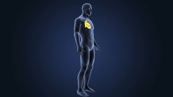 Скелет Задній Вид Людського Серця Синьому Фоні — стокове відео
