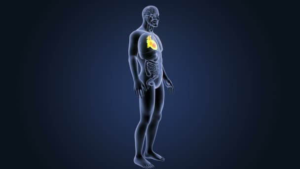 Σκελετός Οπίσθια Άποψη Της Ανθρώπινης Καρδιάς Μπλε Φόντο — Αρχείο Βίντεο