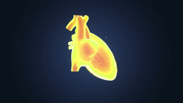 Skeleton Posterior View Human Heart Blue Background — Stock Video