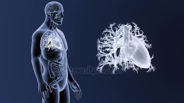 Esqueleto Vista Posterior Del Corazón Humano Fuera Del Cuerpo Sobre — Vídeos de Stock