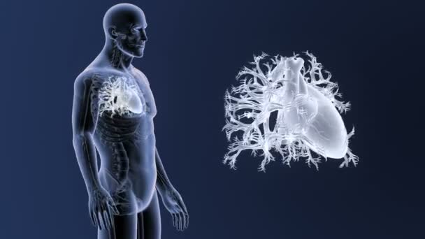 Σκελετός Οπίσθια Άποψη Της Ανθρώπινης Καρδιάς Έξω Από Σώμα Μπλε — Αρχείο Βίντεο