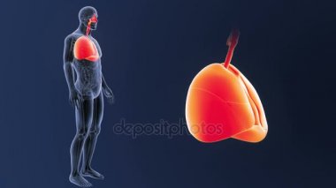 insan akciğerlerindeki gri arka plan vücudunda iskelet arka görünümü