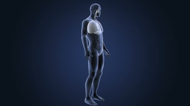 Skelett Hinteransicht Der Menschlichen Lungen Auf Blauem Hintergrund — Stockvideo