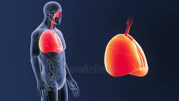 Esqueleto Vista Posterior Los Pulmones Humanos Fuera Del Cuerpo Sobre — Vídeos de Stock