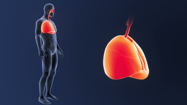 Esqueleto Vista Posterior Los Pulmones Humanos Fuera Del Cuerpo Sobre — Vídeos de Stock