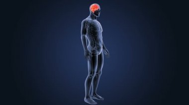 İnsan beyni sistemi koyu arka plan üzerinde 3d boyut görünüm