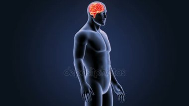 İnsan beyni sistemi koyu arka plan üzerinde 3d boyut görünüm