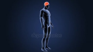 İnsan beyni sistemi koyu arka plan üzerinde 3d boyut görünüm