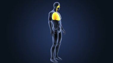 insan akciğerlerindeki mavi arka plan vücudunda iskelet arka görünümü