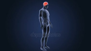 İnsan beyni sistemi koyu arka plan üzerinde 3d boyut görünüm