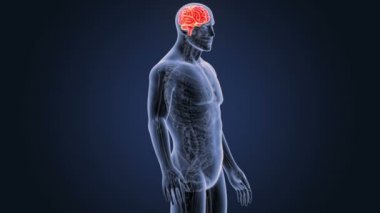 İnsan beyni sistemi koyu arka plan üzerinde 3d boyut görünüm