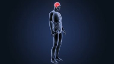 İnsan beyni sistemi koyu arka plan üzerinde 3d boyut görünüm