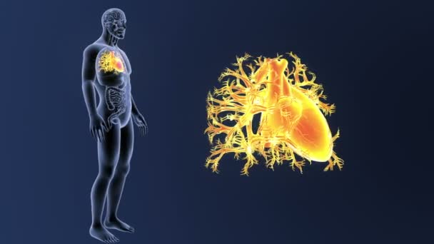 Esqueleto Vista Posterior Del Corazón Humano Fuera Del Cuerpo Sobre — Vídeo de stock